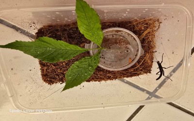 PERUPHASMA SCHULTEI STICK INSECT / STICKS INSECT